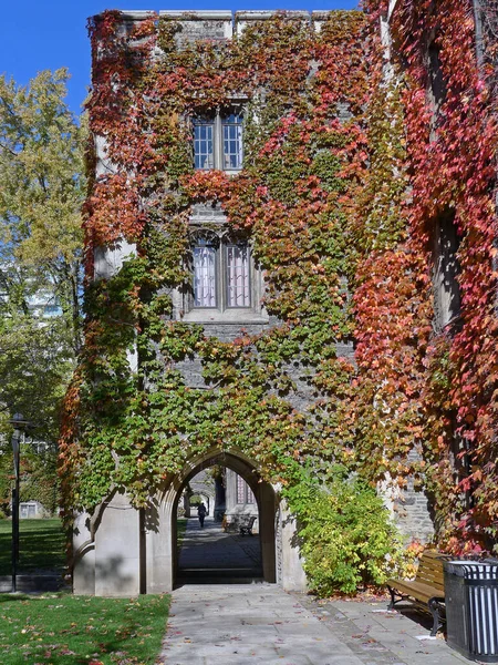 Gothic style stone college building covered with ivy in brilliant fall colors