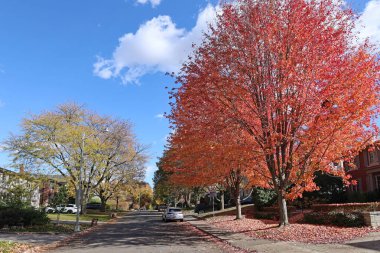 Sonbahar yapraklarında akçaağaç olan banliyö caddesi
