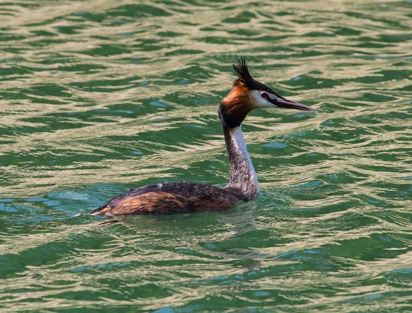 Grande Grebe Crested — Foto Stock