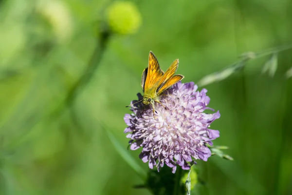 Skipper papillon — Photo