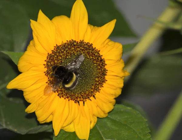 Bourdon & Tournesol — Photo