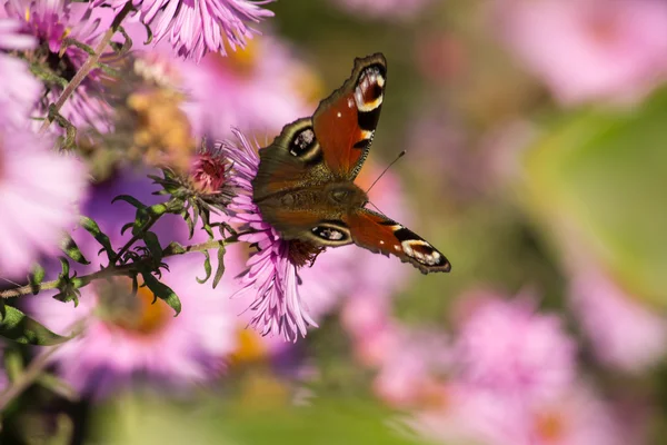 Paon européen (Aglais io) papillon — Photo