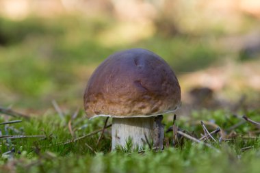 Küçük Kral bolete