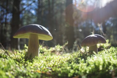 Bir çift Kral boletes