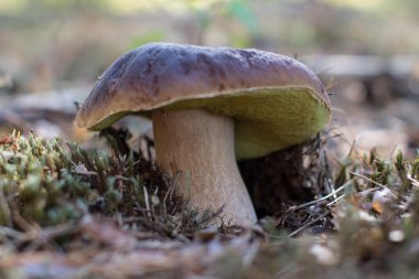bolete mantar kralı