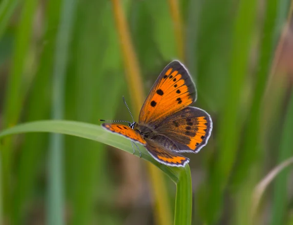 Petit papillon en cuivre — Photo