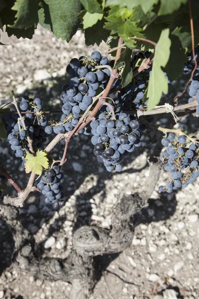 Uve in vigna pronte a fare il vino — Foto Stock