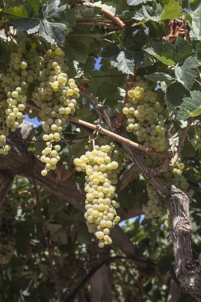 Uve in vigna pronte a fare il vino — Foto Stock