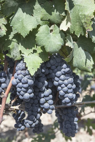 Uve in vigna pronte a fare il vino — Foto Stock