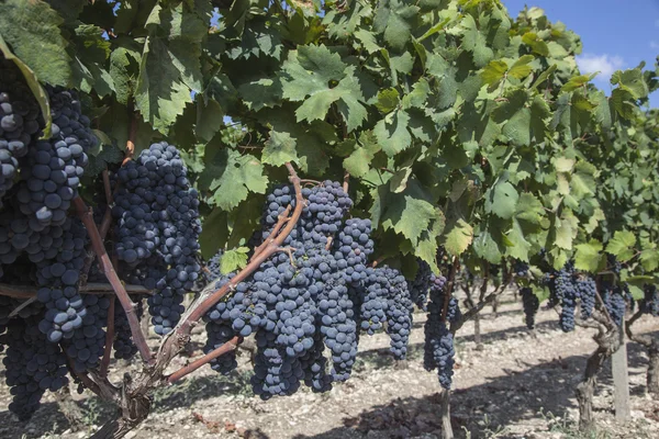 Uvas na vinha prontas para fazer vinho — Fotografia de Stock