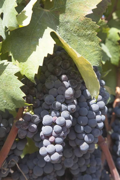 Trauben im Weinberg bereit für die Weinherstellung — Stockfoto