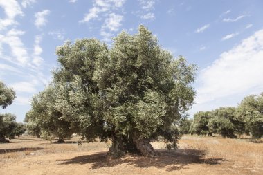 zeytin ağaçları: Salento, Puglia, İtalya