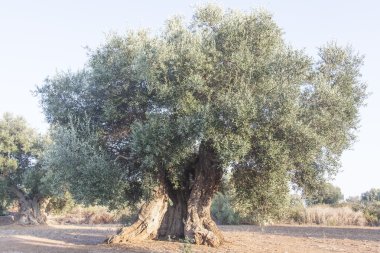 zeytin ağaçları: Salento, Puglia, İtalya