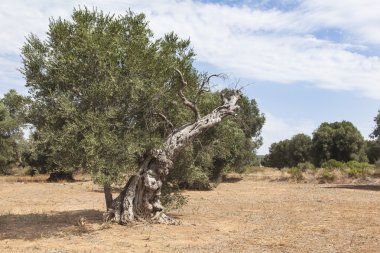 zeytin ağaçları: Salento, Puglia, İtalya