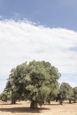 zeytin ağaçları: Salento, Puglia, İtalya