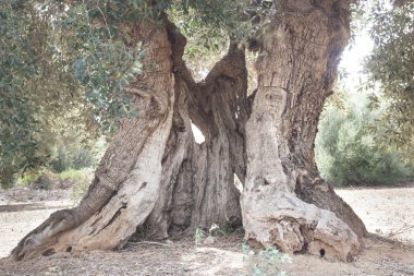 zeytin ağaçları: Salento, Puglia, İtalya