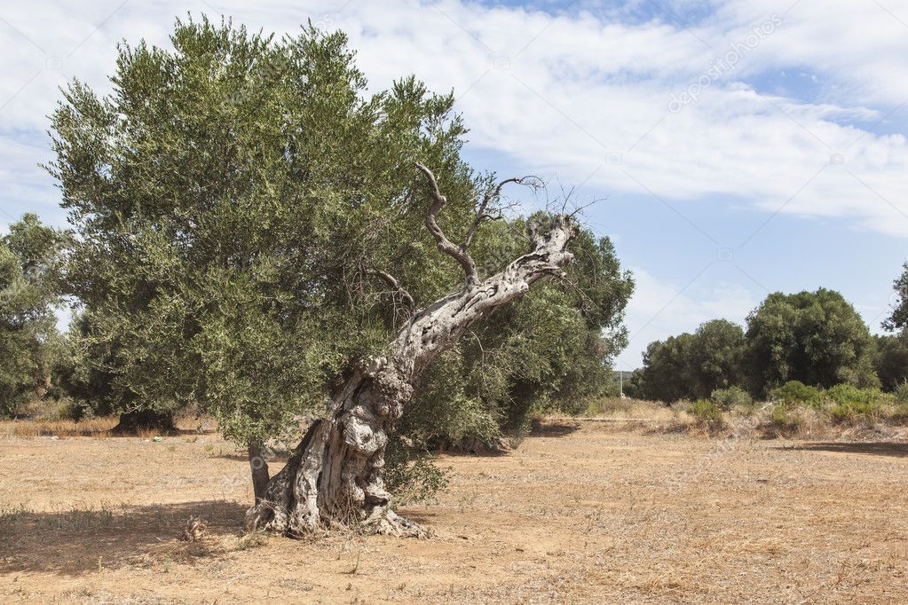 olive trees in the Salento, Puglia, Italy