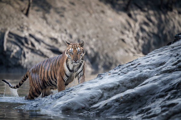 Majestic Bengal tiger crossing a river in rocky terrain, showcasing strength, agility, wildlife behavior, endangered species, and the raw beauty of natural habitats.