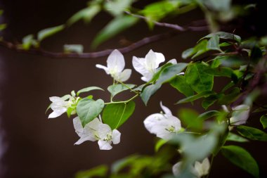 Beyaz bougainvillea çiçekleri yemyeşil yapraklar ve yumuşak doğal ışıkla bir sarmaşıkta çiçek açıyor. Saha derinliği sığ, saflığı, sükuneti ve doğal güzelliği sembolize eden zarif çiçek manzarası..