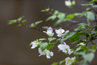 Beyaz bougainvillea çiçekleri yemyeşil yapraklar ve yumuşak doğal ışıkla bir sarmaşıkta çiçek açıyor. Saha derinliği sığ, saflığı, sükuneti ve doğal güzelliği sembolize eden zarif çiçek manzarası..