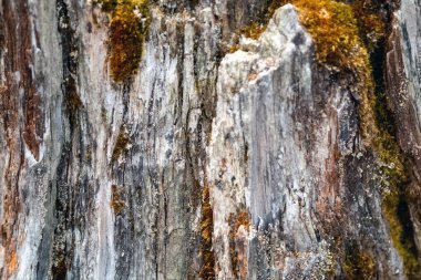 Ağaç kabuğunun yosun ile süslenmiş karmaşık dokusuna odaklanan detaylı görüntü doğal desenlerin ve organik detayların güzelliğini gözler önüne seriyor..