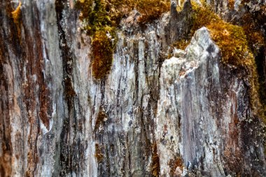 Ağaç kabuğunun yosun ile süslenmiş karmaşık dokusuna odaklanan detaylı görüntü doğal desenlerin ve organik detayların güzelliğini gözler önüne seriyor..