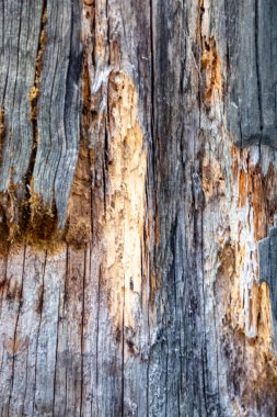 Detailed image focusing on the intricate textures of aged tree bark adorned with moss, showcasing the beauty of natural patterns and organic details.