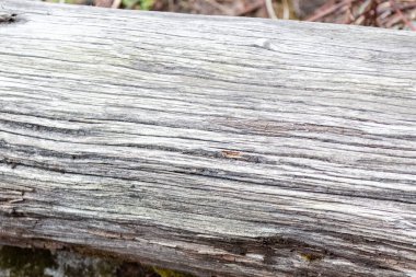 Ağaç kabuğunun yosun ile süslenmiş karmaşık dokusuna odaklanan detaylı görüntü doğal desenlerin ve organik detayların güzelliğini gözler önüne seriyor..