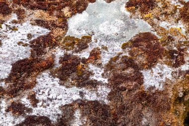 Ağaç kabuğunun yosun ile süslenmiş karmaşık dokusuna odaklanan detaylı görüntü doğal desenlerin ve organik detayların güzelliğini gözler önüne seriyor..