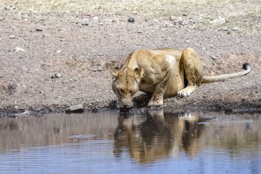 Namibya 'daki Etosha Ulusal Parkı' ndaki bir su birikintisinde dişi bir aslanın içme suyu.