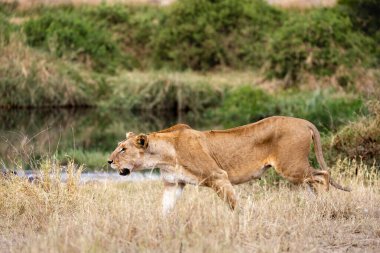 Bir dişi aslan ya da dişi aslan, Masai Mara Ulusal Rezervi, Kenya, Afrika 'daki yüksek çayırlarda otluyor.