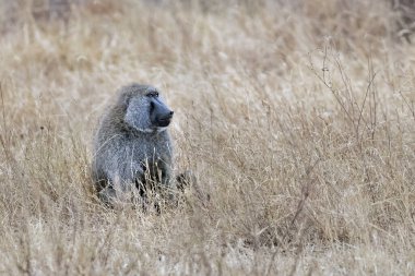 Olive babun maymunu, Masai Mara Ulusal Rezervi, Kenya, Afrika 'da çayırlarda oturuyor.