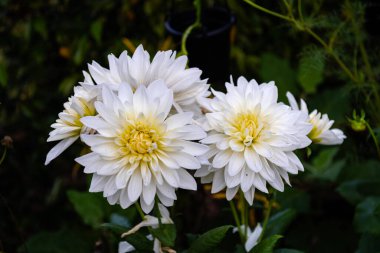 Beyaz Dahlia çiçekleri yeşil yapraklara karşı Seçici Konuya Odaklanma. Makro. Kapat..