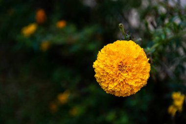 Yeşil yapraklara karşı sarı Meksika kadife çiçeği. Konuya Seçici Odaklanma. Makro. Kapat..