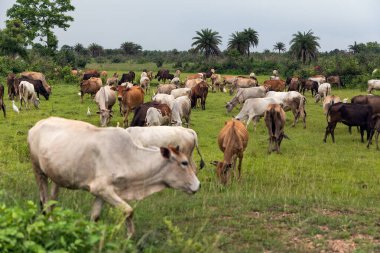 İnekler çayırda otluyor. Yeşil çayırlarda otlayan sığırlar.