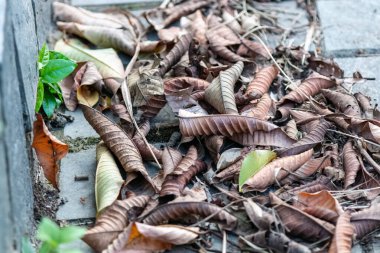 Düşmüş kuru yapraklar. bahar duvar kağıdı. Yapraklar. Doğal duvar kağıdı