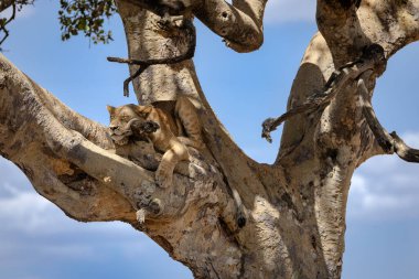 Dişi aslan, Tanzanya 'daki Serengeti Ulusal Parkı' nda bir ağaçta dinleniyor.