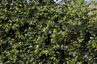 Tropik desenli arka plan yeşil bitki yaprakları arka plan, Doğal duvar kağıdı