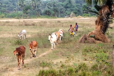 Shantiniketan, Batı Bengal, Hindistan - 29 Kasım 2023: Otlakta otlayan inekler. Yeşil çayırlarda otlayan sığırlar.