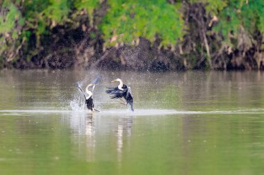 Oriental darter veya yılan kuşu (Anhinga melanogaster) Keoladeo Ghana Ulusal Parkı 'nda eskiden Bharatpur Kuş Sığınağı, Rajasthan, Hindistan olarak bilinen su üzerinde oynayarak kanatlarını esnetiyor.