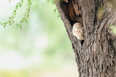 Mükemmel kamuflajlı benekli baykuş Hindistan 'ın Bharatpur Kuş Sığınağı' ndaki bir ağaçtaki deliğinde dinleniyor..