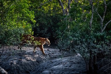 Muhteşem Royal Bengal Kaplanı Sundarban Tiger Reserve 'deki mangrov ormanında geziniyor, Batı Bengal, Hindistan