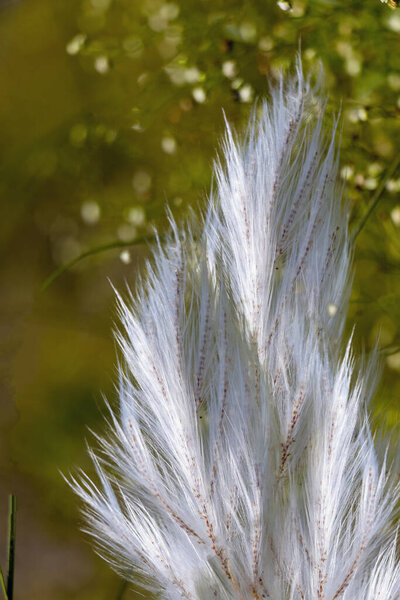 A tranquil field of tall ornamental white kash or kans grass flowers sways under a bright sky, with palm trees in the distance. Natural, peaceful scenery ideal for outdoor and nature stock visuals.