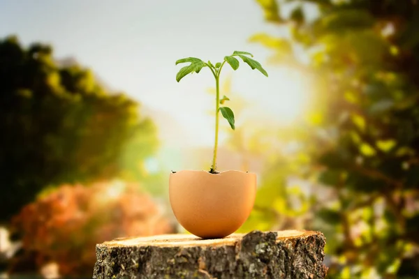 Groene Spruit Geplant Vruchtbare Grond Sjaal Een Gevelde Boom — Stockfoto