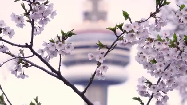 Τορόντο, Καναδάς, βίντεο σε πραγματικό χρόνο - Μια κερασιά και ο Πύργος ΣΟ — Αρχείο Βίντεο