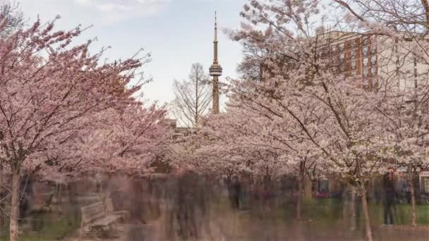 Toronto, Kanada, Timelapse - Park Trinity-Bellwoods z dnia na noc w okresie kwitnienia wiśni — Wideo stockowe