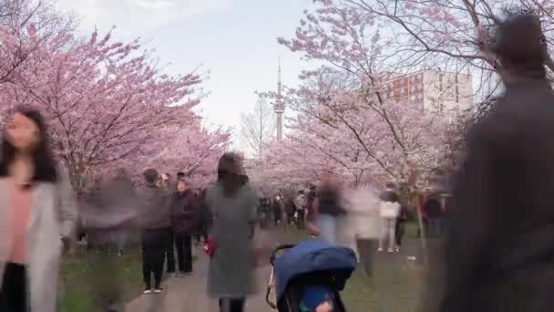 Toronto, Canada, Timelapse - The Trinity-Bellwood park during the shinkflower during the end of the day 에 녹음 된 벚꽃 공원 — 비디오