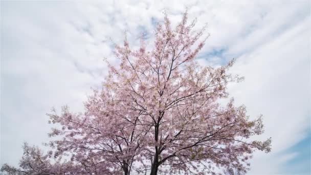 Toronto, Kanada, Timelapse - Třešeň v parku Cedarvale během třešňového květu — Stock video