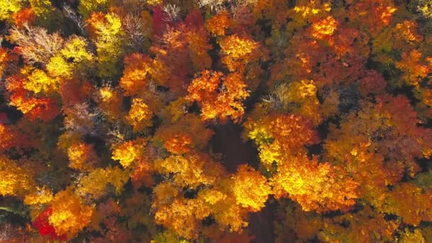 Algonquin Tartományi Park, Kanada, Videó - Ontario, Kanada ősszel. Vedd le a videót. — Stock videók