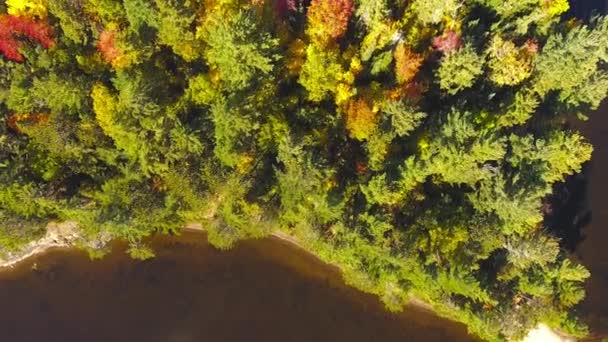 Провінційний парк Алгонкін (Канада), Відео - Айленд у Провінційному парку Алгонкін восени, Онтаріо, Канада — стокове відео